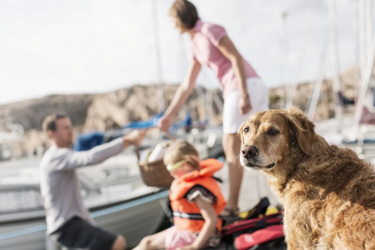 Golden retriever med familj i bakgrund på båtbrygga